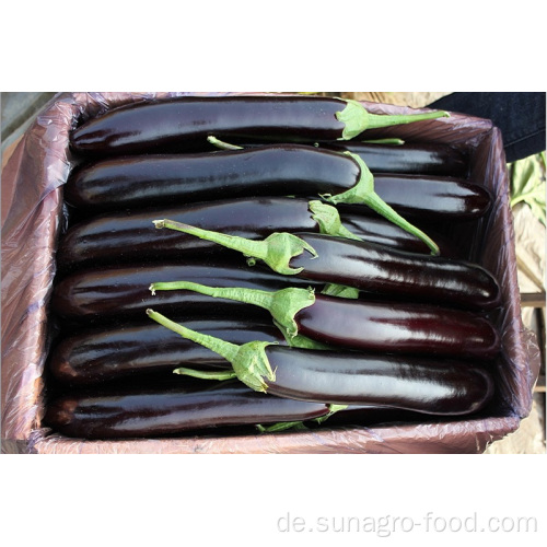 Aubergine mit hoher Produktionsqualität